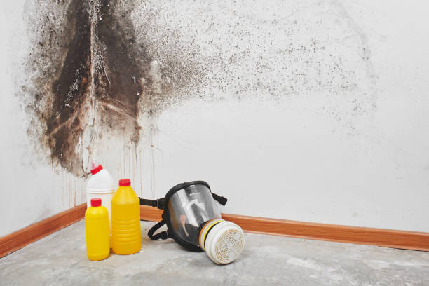 Best Local Mold Removal Service  in Summitville, IN