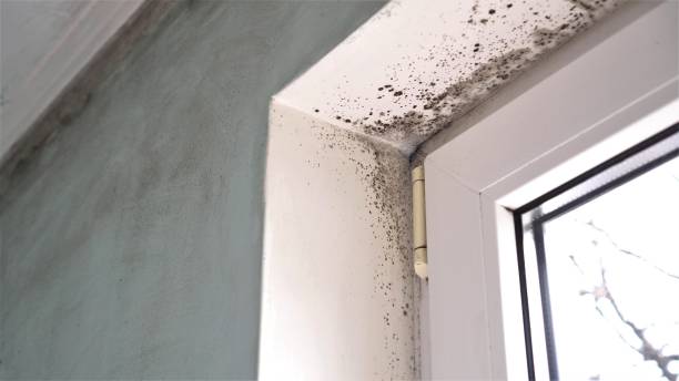 Best Certified Mold Removal  in Summitville, IN