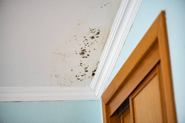 Best Mold Removal Process  in Summitville, IN