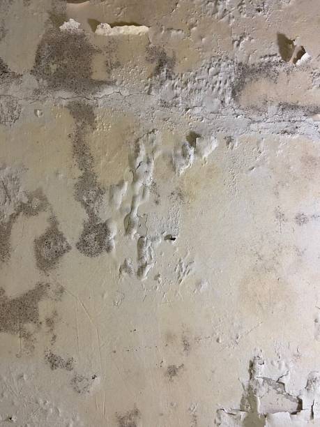 Best Best Mold Removal Companies  in Summitville, IN