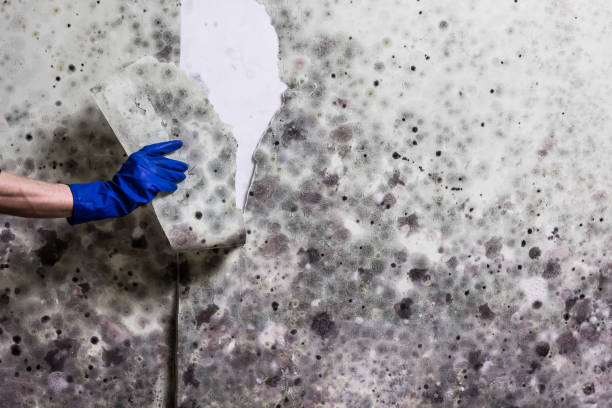 Mold Removal Process in Summitville, IN