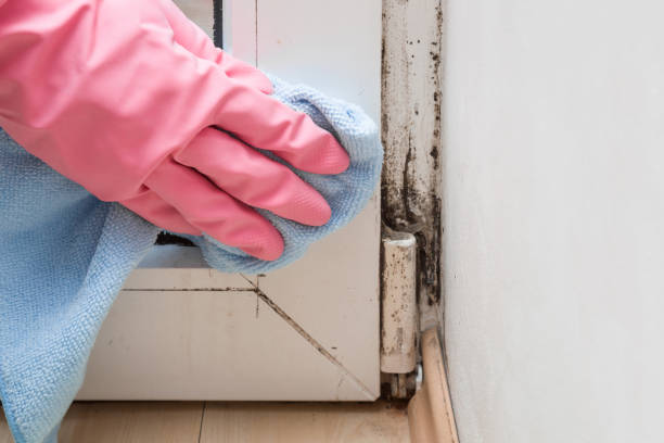 Best Mold Testing and Removal  in Summitville, IN