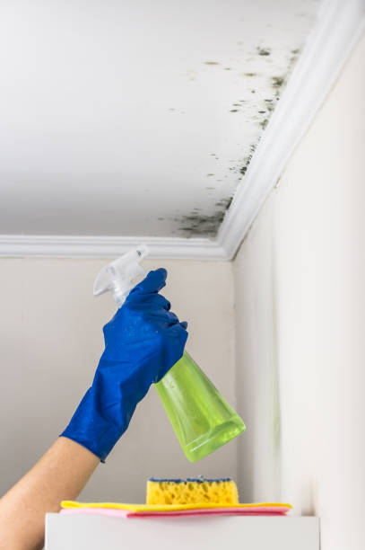 Best Mold Removal Company Near Me  in Summitville, IN